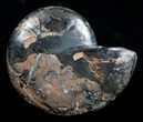 Beautiful Black Ammonite - Inches (Half) #3902-1